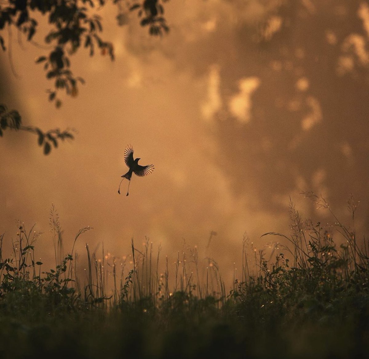 VishweshwarBhat's tweet photo. I have become an instant fan of @shaazjung after seeing his brilliant pictures of Kabini wildlife https://t.co/83bCLvj96s