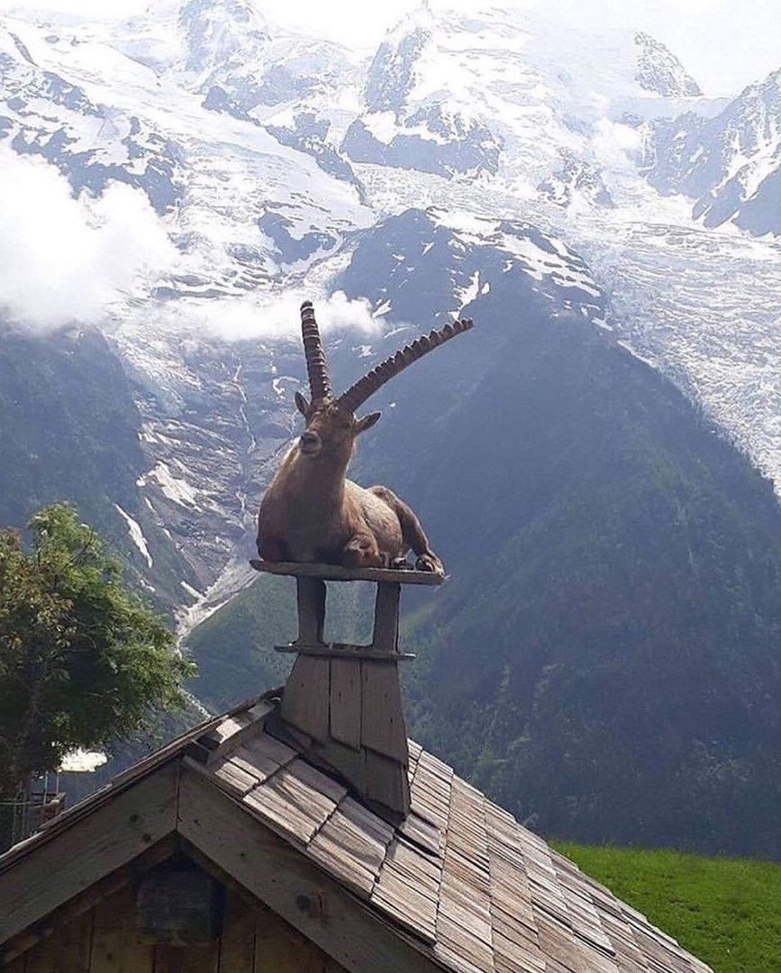 zotova_angel33's tweet image. Когда живёшь в Альпах, приходится сгонять с крыши не птиц, а козлов))