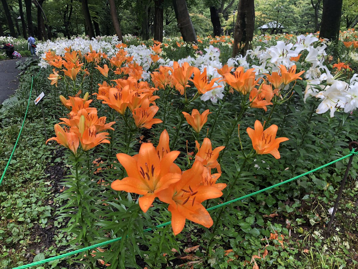 Senten3's tweet photo. 日比谷公園のゆりいっぱい https://t.co/H9Suvg66et