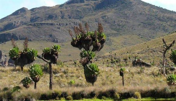 pearlsafarisug's tweet photo. Mount Elgon is home to the World’s Largest Caldera. The Caldera was formed as a result of magma being drained from the chamber. When it could no longer support the overlying volcanic cone, it collapsed into a depression-like shape.
Courtesy photos
#MountainElgon #Mbale #Uganda https://t.co/twYH5U2NkK