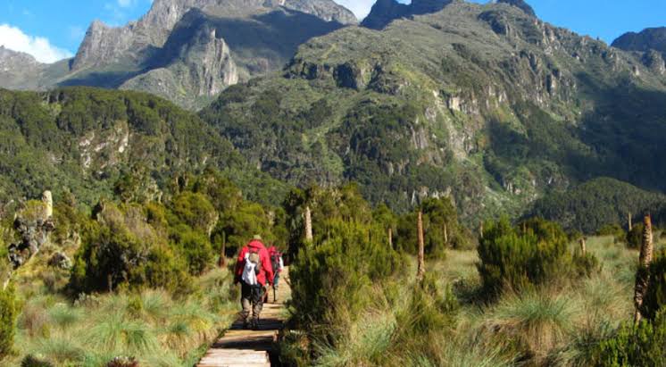 pearlsafarisug's tweet photo. Mount Elgon is home to the World’s Largest Caldera. The Caldera was formed as a result of magma being drained from the chamber. When it could no longer support the overlying volcanic cone, it collapsed into a depression-like shape.
Courtesy photos
#MountainElgon #Mbale #Uganda https://t.co/twYH5U2NkK