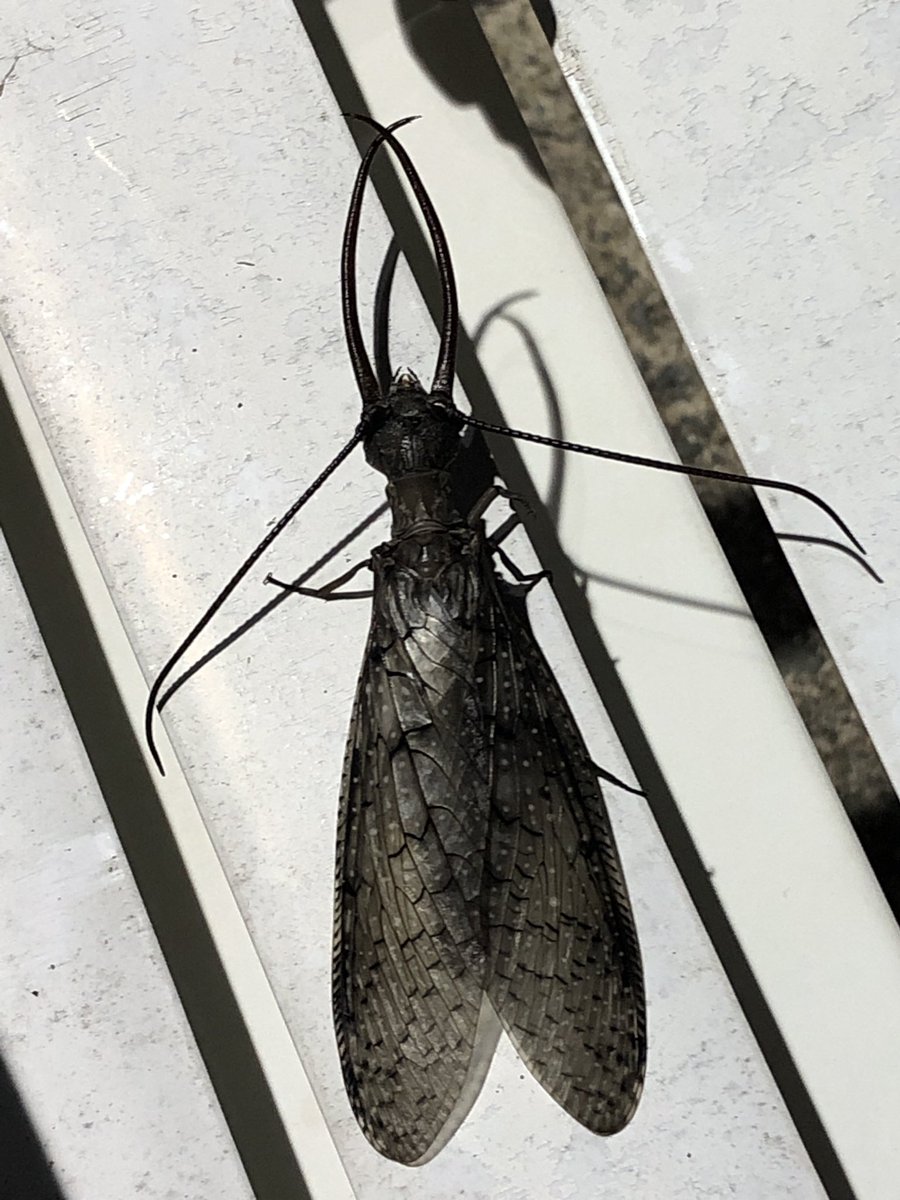 Found this beauty at the pool tonight... <a href="/WSFCS_Science/">WS/FCS Science</a> @naturalsciences any ideas what it could be? It was 3 1/2-4in long