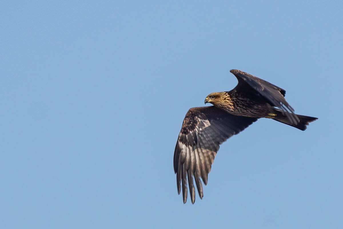 Otis_inglorius's tweet photo. The first day of our Swift Weekender tour was pretty #neat!! Fields strewn with migrating Black Kites, a colony of European Bee-eaters, skies dripping with Griffon Vultures and two gorgeous Egyptian Vultures and more!

#FlywayBirding #SwiftWeekender 

https://t.co/FeRGgyGUQo https://t.co/ckJm8AByeZ