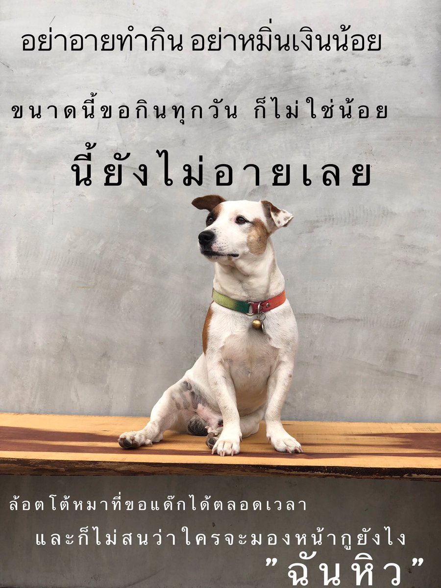 aubkosit's tweet photo. ล้อตโต้เป็นหมาไลฟ์โค้ท4 https://t.co/rcIgLq2ske