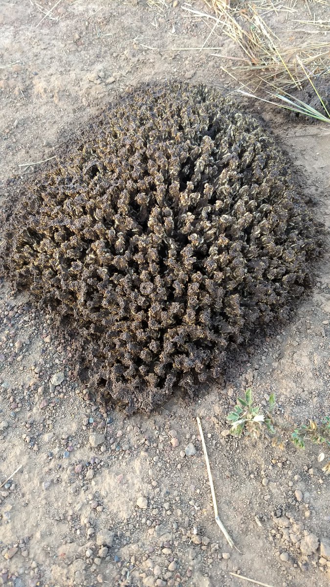 Rohan Fisher tweet media