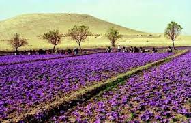 ExportMoon's tweet photo. Kashmir is known for its high-quality saffron, a spice derived from the crocus flower. ... More than 75,000 crocus flowers are needed to produce one pound of saffron. https://t.co/HVEmeW4Pj3