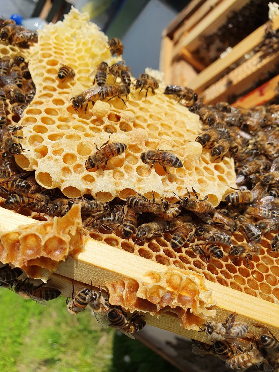 covehoneybees's tweet photo. Bees have built this out on a frame and made all these queen cells at least 17 all full with larva. Pitty amazing how the did this as the frame next them hasn't been drawn out at all, only one they missed. Did they do this deliberately or just a fluke ? #queencells https://t.co/EnPjzO8zJk