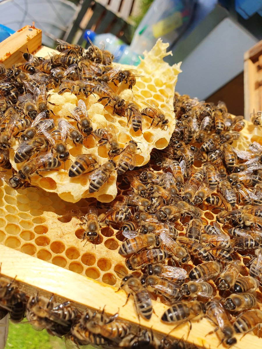 covehoneybees's tweet photo. Bees have built this out on a frame and made all these queen cells at least 17 all full with larva. Pitty amazing how the did this as the frame next them hasn't been drawn out at all, only one they missed. Did they do this deliberately or just a fluke ? #queencells https://t.co/EnPjzO8zJk