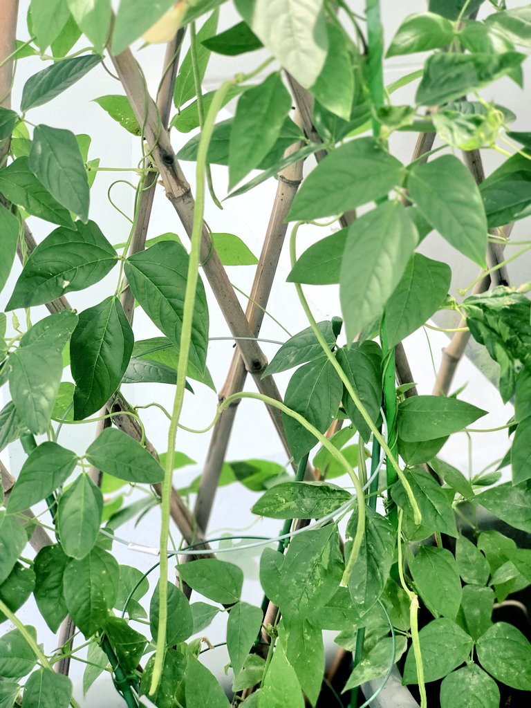 CrazyplantLadee's tweet photo. These are growing rapidly! Harvest day tomorrow! #YardlongBeans #GYO https://t.co/UUoS3Fjrde