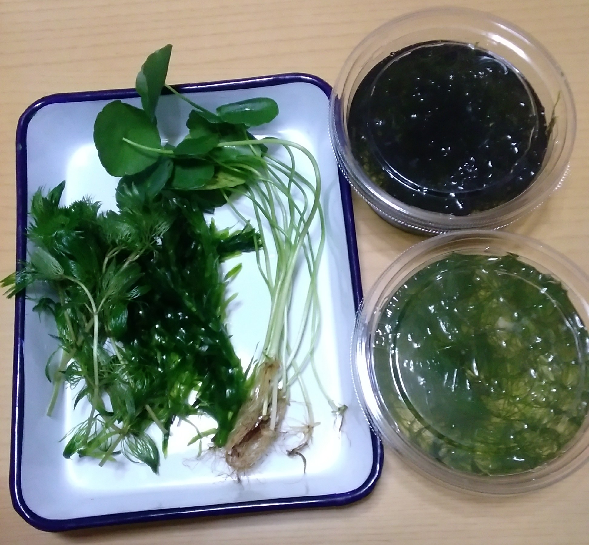蒼崎直 水草も用意しました えっと 検索 まず水道水で優しく洗ってスネールを取ること 水を替えながら菌や残留農薬 を落とす為1週間水に付ける 専用の薬剤や炭酸水や重曹水につけてもよい って結構手間かかるなおい T Co Cevgvohjvg 蒼崎直 水草も用意しました えっと 検索 まず水道水で優しく洗ってスネールを取ること 水を替えながら菌や残留農薬 を落とす為1週間水に付ける 専用の薬剤や炭酸水や重曹水につけてもよい って結構手間かかるなおい T Co Cevgvohjvg