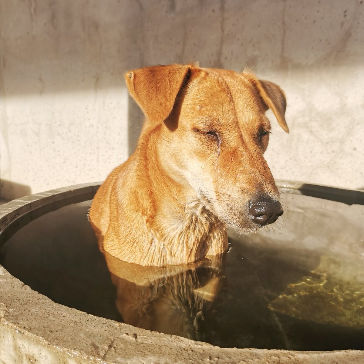 mad4soidogs's tweet photo. I can't stand up for falling asleep.
Miss Vodka
#lovemydog #lovemydogs #soidogs #dogstagram #soidog #dogsofinsta #dog #dogsofinstgram #thailand #thaidog #thaidogsneedhelp #streetdog #streetdogs #adoptdontshop #doggyheaven #rescuedogs #rescuedog #spayandneuter #kindness #cutedogs https://t.co/rsEAhsEuH1