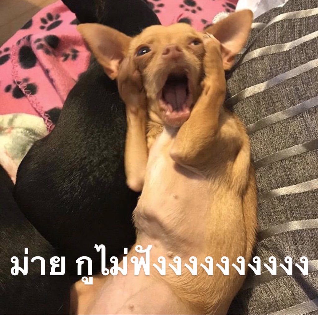 custardexx's tweet photo. ขอล้องเลยนะ อย่ามาละแมะและอะหรือใส่พ้มมมม https://t.co/zOo7xqHufn