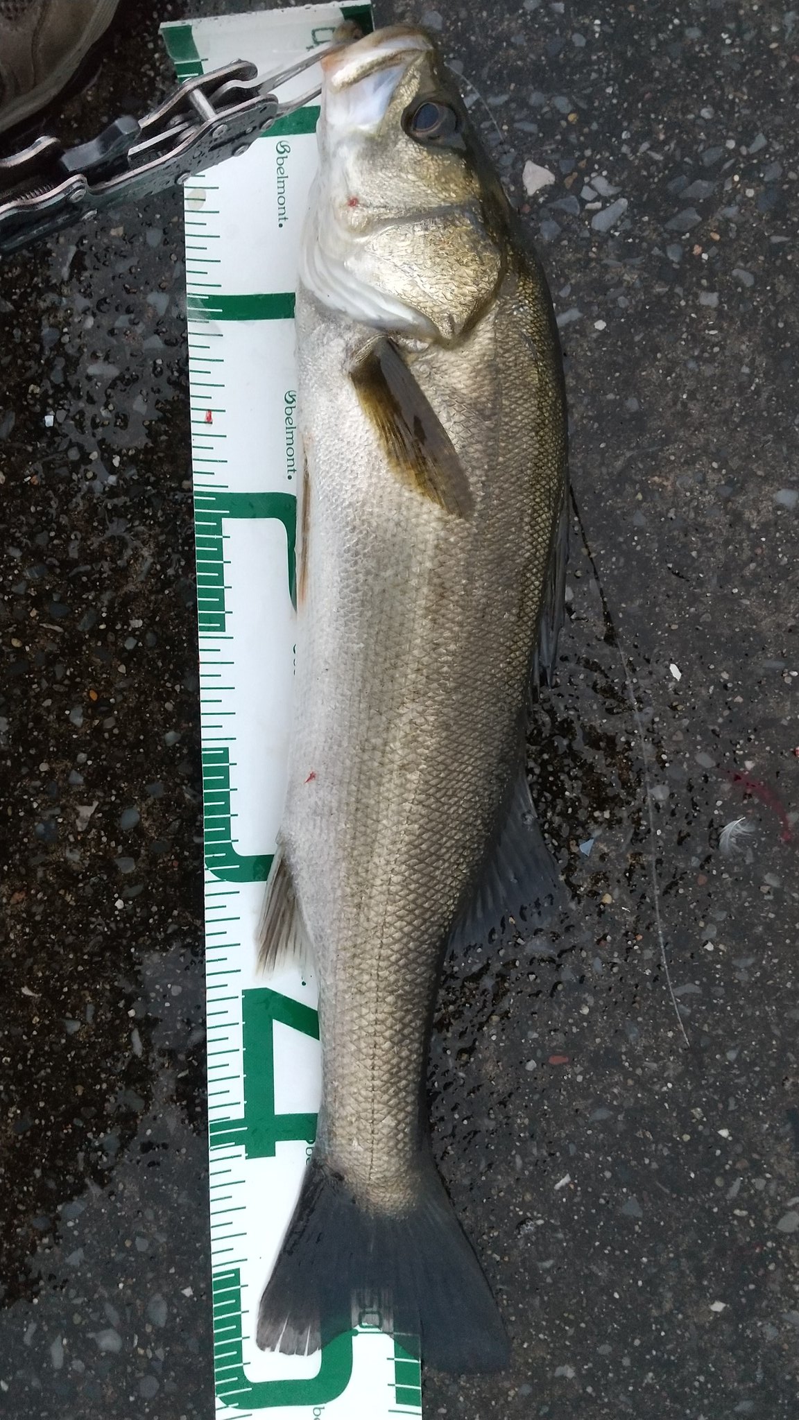 アホガメ 今日の川崎新堤 シーバス13 サバ4 タコ2 写真のサイズのシーバスしか釣れません 50以上間違いなしのクロダイをタモ入れでばらしたのは悔やまれるけど楽しかった T Co 7pcsnfqch1 Twitter