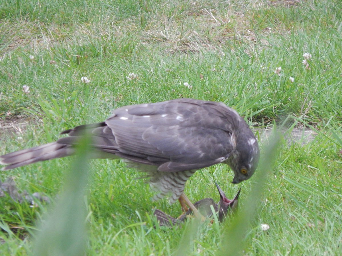 Matthew Collins 🏴󠁧󠁢󠁷󠁬󠁳󠁿 tweet media