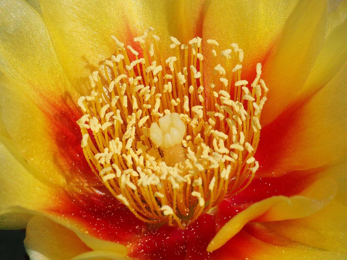 kimwilkie33's tweet photo. I am participating in a themed 52 week photo project with @52frames, and this week’s challenge is details. I chose to show detail of an eastern prickly pair cactus flower (Opuntia humifusa). #52frames_details #TwitterNatureCommunity #flowerphotography #cactusflower #pricklypear https://t.co/5pkELHsNIt