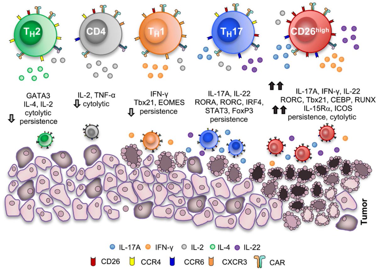 Journal for ImmunoTherapy of Cancer (@jitcancer) on Twitter photo Human CD4+ T cell populations with distinct antitumor activity <a href="/ScienceAdvances/">Science Advances</a> Expanding horizons on mechanisms of solid tumor #immunotherapy-great work! <a href="/nelson_CD26/">Michelle Nelson</a> <a href="/hknochelmann/">Hannah Knochelmann, MD PhD</a> <a href="/Chrystal_Paulos/">Chrystal Paulos</a> <a href="/WinshipAtEmory/">Winship Cancer Institute of Emory University</a> <a href="/muschollings/">MUSC Hollings Cancer Center</a> <a href="/IndianaUniv/">Indiana University</a> <a href="/LoyolaChicago/">Loyola University Chicago</a>
ow.ly/DCtg50AzZV7 Human CD4+ T cell populations with distinct antitumor activity <a href="/ScienceAdvances/">Science Advances</a> Expanding horizons on mechanisms of solid tumor #immunotherapy-great work! <a href="/nelson_CD26/">Michelle Nelson</a> <a href="/hknochelmann/">Hannah Knochelmann, MD PhD</a> <a href="/Chrystal_Paulos/">Chrystal Paulos</a> <a href="/WinshipAtEmory/">Winship Cancer Institute of Emory University</a> <a href="/muschollings/">MUSC Hollings Cancer Center</a> <a href="/IndianaUniv/">Indiana University</a> <a href="/LoyolaChicago/">Loyola University Chicago</a>
ow.ly/DCtg50AzZV7
