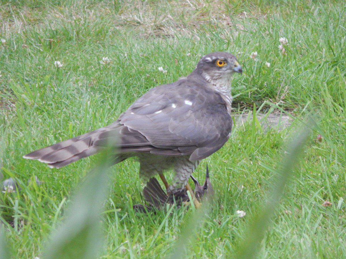 Matthew Collins 🏴󠁧󠁢󠁷󠁬󠁳󠁿 tweet media