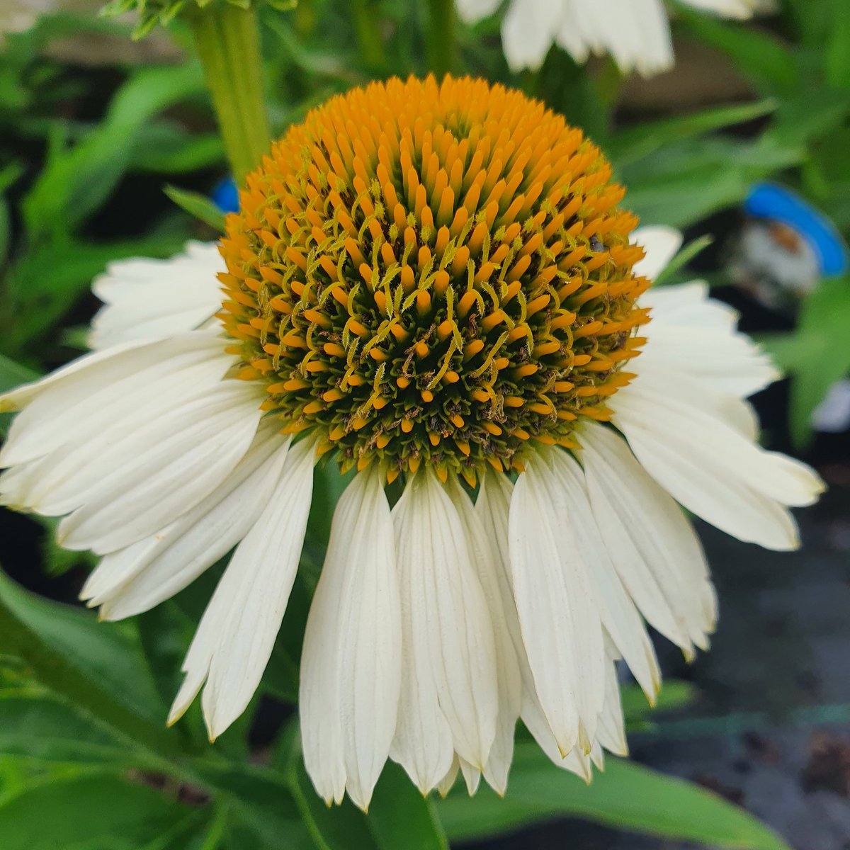 Echinacea are loved by bees 🐝 & flower July to Sept. Full sun or partial shade, well draining soil & dead head. 🔎Find us on the A149 near Stalham ☎️ Call on 01692 580226 #echinacea #coneflower #coneflowers #gardens #gardening #flowers #latefloweringperennials #lovedbybees