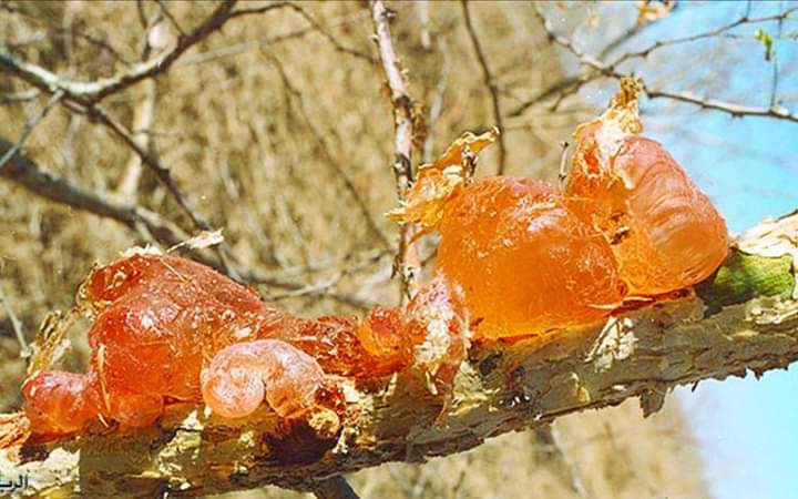 الحكومة توقف تصدير الصمغ العربي.
اوقفت الحكومة تصدير الصمغ العربي كمادة خام. هذه خطوة ممتازة، وتصب في مصلحة الاقتصاد والأمن القومي للسودان.
تنتج بلادنا أكثر من 
 80% من إجمالي إنتاج الصمغ العربي في العالم كماً ونوعاً.
 الصمغ العربي يعتبر ثروة شبه حصرية للسودان.