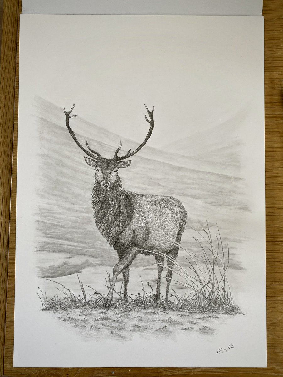 EamonYates's tweet photo. Drew a wee picture for my mums hotel. 🦌 

#graphite #drawing #pencildrawing #artist #art #graphitedrawing #artists #stag #deer #Scotland #scottishhighlands #Highlands #rhiconich #pencilsketch #pencilart https://t.co/m7wr2rZ4xo