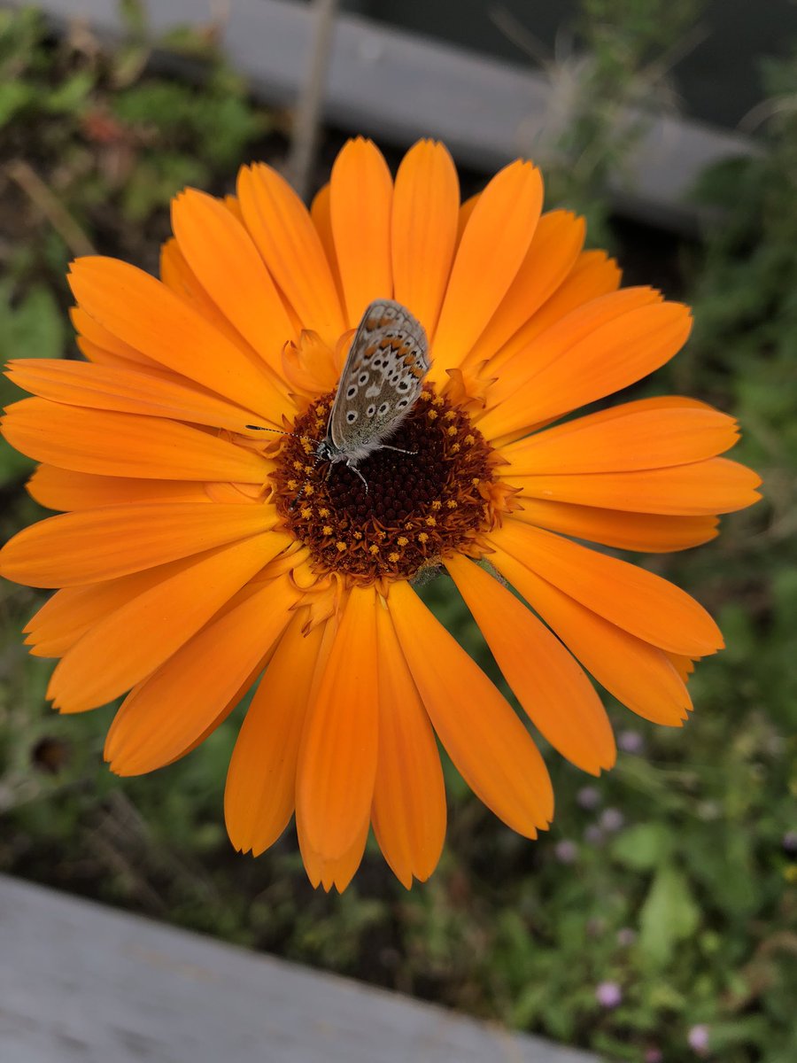 boxebristol's tweet photo. Calendula from the terrace planter.

On the menu with herb and potato dumplings and a summer vegetable broth.

#summerfriends #moth #calendula #edibleflowers #summermenu #rooftopgardening #shippingcontainerrestaurant https://t.co/FHfk7TFRi6