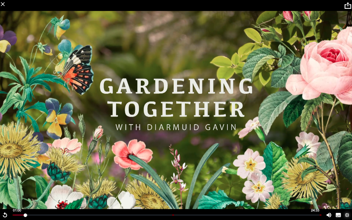 PJ32UK's tweet photo. Gardening Together, a fantastic new show starting Monday on BBC iPlayer. Filmed in Diarmuid Gavins own garden and the first episode also features the amazing Helen Dillon ! #GardeningTogether #DairmuidGavin #HelenDillon https://t.co/itWXEk7W7f