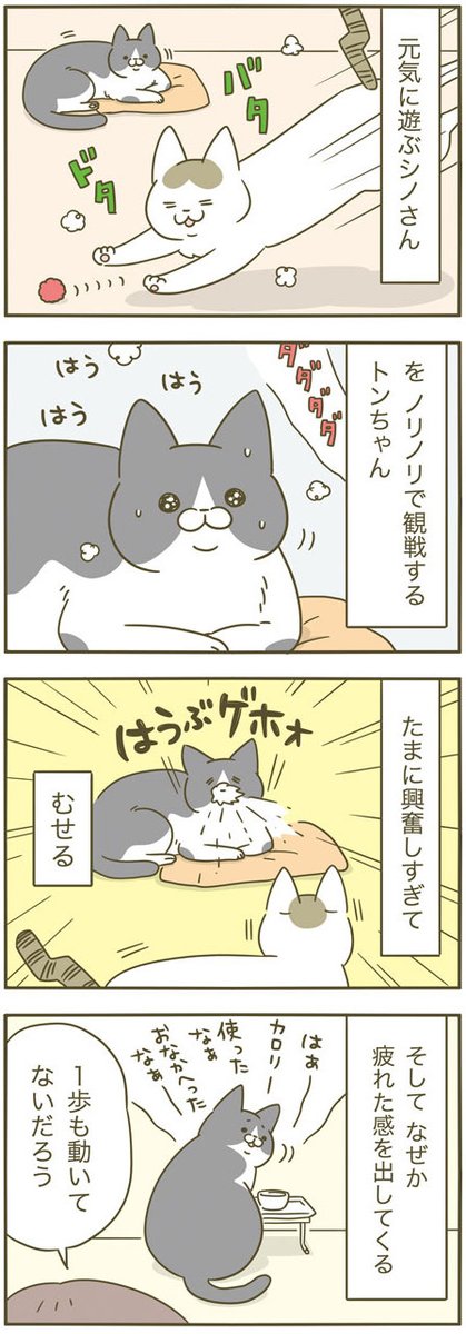 熱烈観戦する猫 