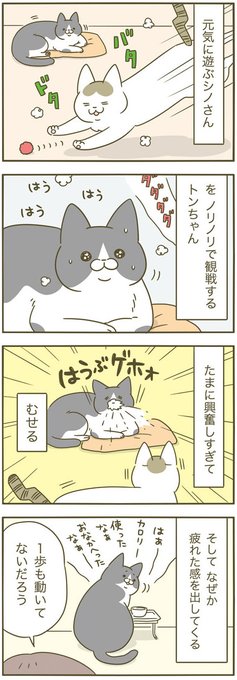 熱烈観戦する猫 