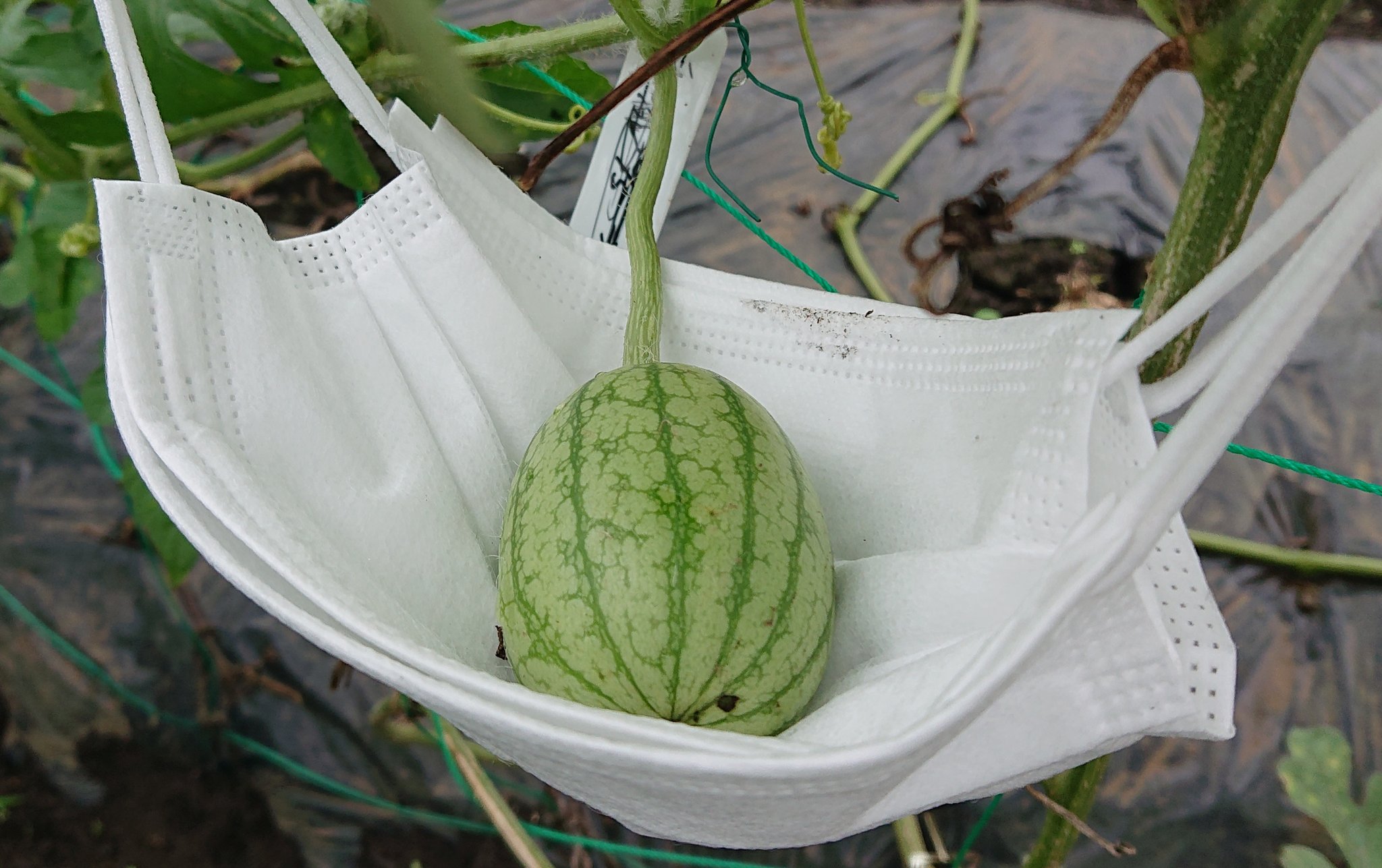 Tama 家庭菜園 野菜栽培 小玉スイカの受粉に久しぶりに成功しました 傷つかないようにマスクのハンモックで 家庭菜園 世田谷区 小玉スイカ 空中栽培 T Co M6h3jrs1cq Twitter