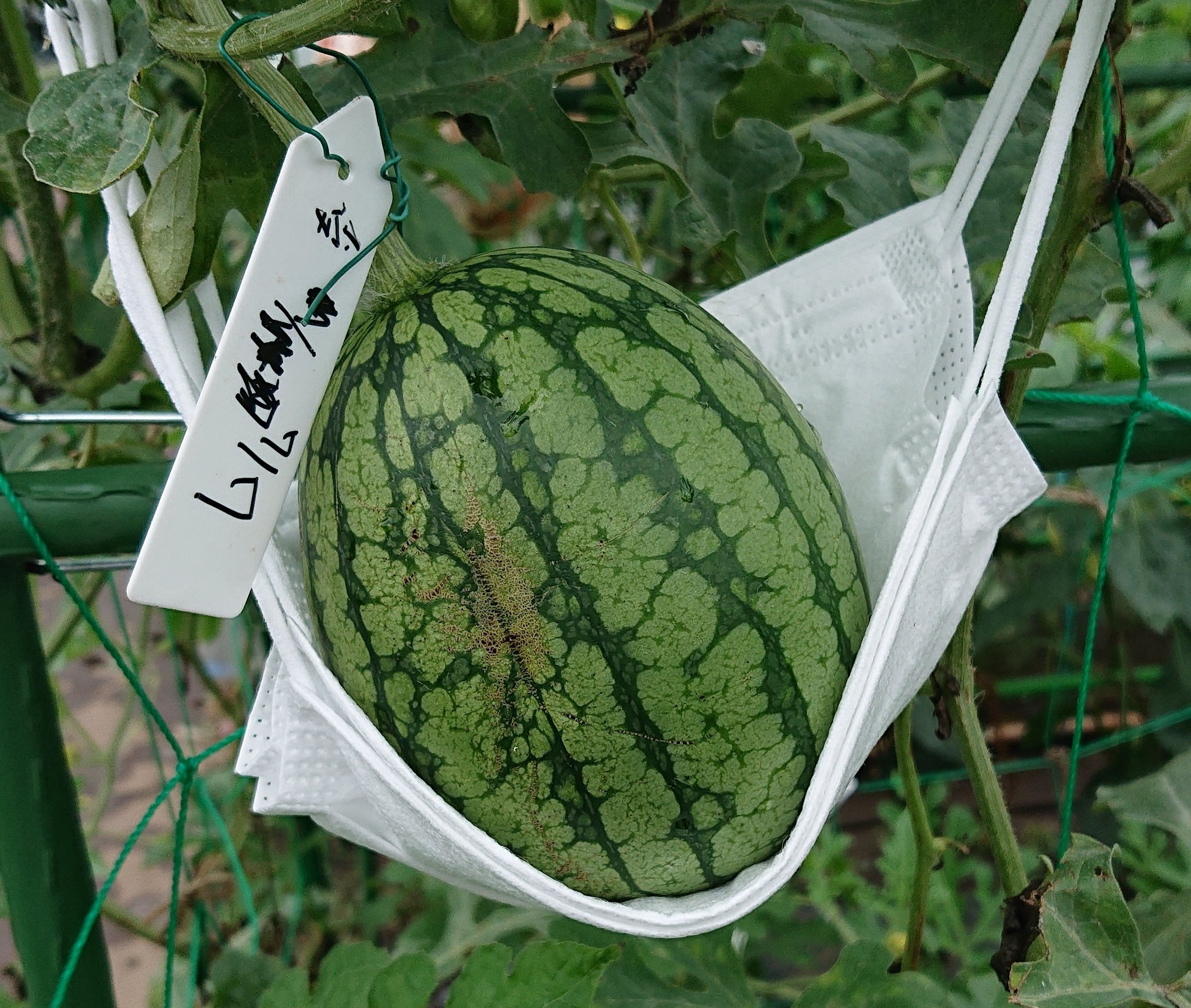 Tama 家庭菜園 野菜栽培 小玉スイカの受粉に久しぶりに成功しました 傷つかないようにマスクのハンモックで 家庭菜園 世田谷区 小玉スイカ 空中栽培 T Co M6h3jrs1cq Twitter Tama 家庭菜園 野菜栽培 小玉スイカの受粉に久しぶりに成功しました 傷つかないようにマスクのハンモックで 家庭菜園 世田谷区 小玉スイカ 空中栽培 T Co M6h3jrs1cq Twitter