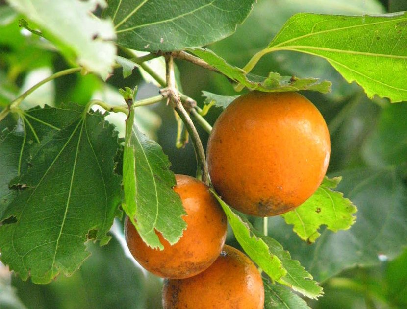 ~Ginatia petals~ Strychnos ignatii is a tree in the Loganiaceae family, native to the Philippines, and parts of China.The beans of the plant contain strychnine,a highly toxic alkaloid used as a pesticide.When inhaled, it causes poisoning and eventually death through asphyxia.