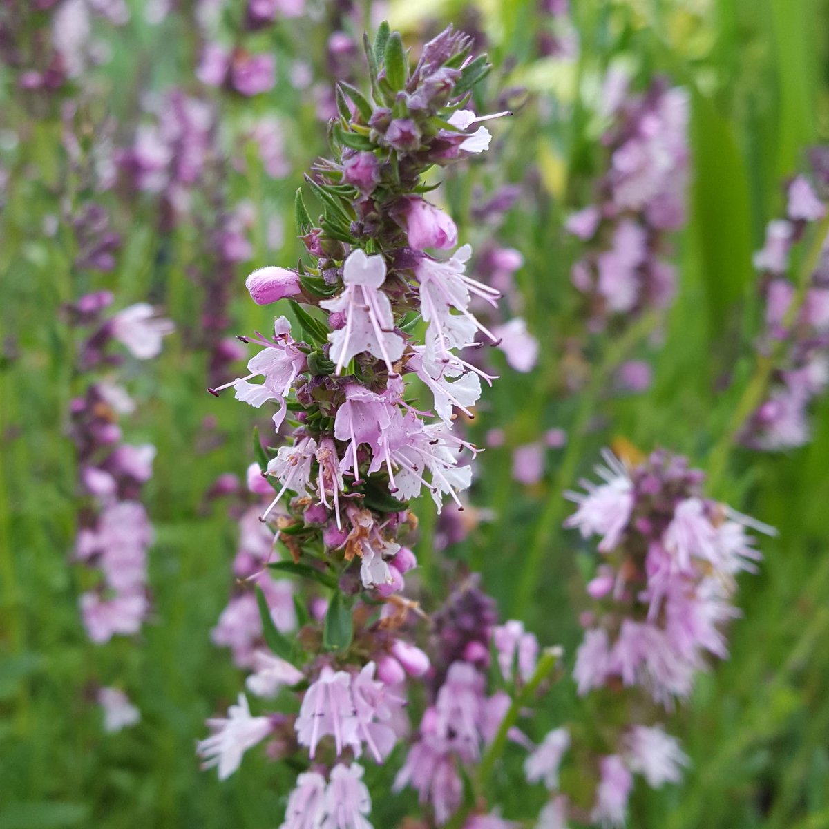 PlantPref's tweet photo. Hyssopus officinalis 'Roseus'. I had to wait all day to find it without hoards of insects on it. Funny what happens when you go to take photos...
#hyssopus #hyssopusofficinalis #hyssopusofficinalisroseus #hyssop #herb #mediterraneanplants #fullsun #drainedsoil #mailorderplants https://t.co/hF3Egu4YWv