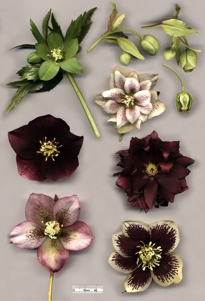 ~Hellebore~Commonly known as hellebores, the Eurasian genus Helleborus consists of approximately 20 species of herbaceous or evergreen perennial flowering plants. All helleborus plants are toxic, and all parts of the helleborus plant are toxic.
