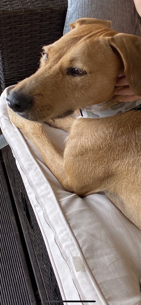 Our dog Charlie escaped from BingoCan Pet Hotel behind Lidl #manilva #sabinillas We are distraught &amp; would appreciate any help in finding him. Please share. Thank you so much. He has a grey camouflage design collar. (+350) 58009855.