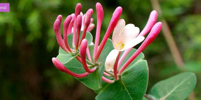 ~Honeysuckle~Honeysuckles are arching shrubs or twining vines in the family Caprifoliaceae, native to northern latitudes in North America and Eurasia. In most species the berries are mildly poisonous, but in a few, they are edible and grown for home use and commerce.