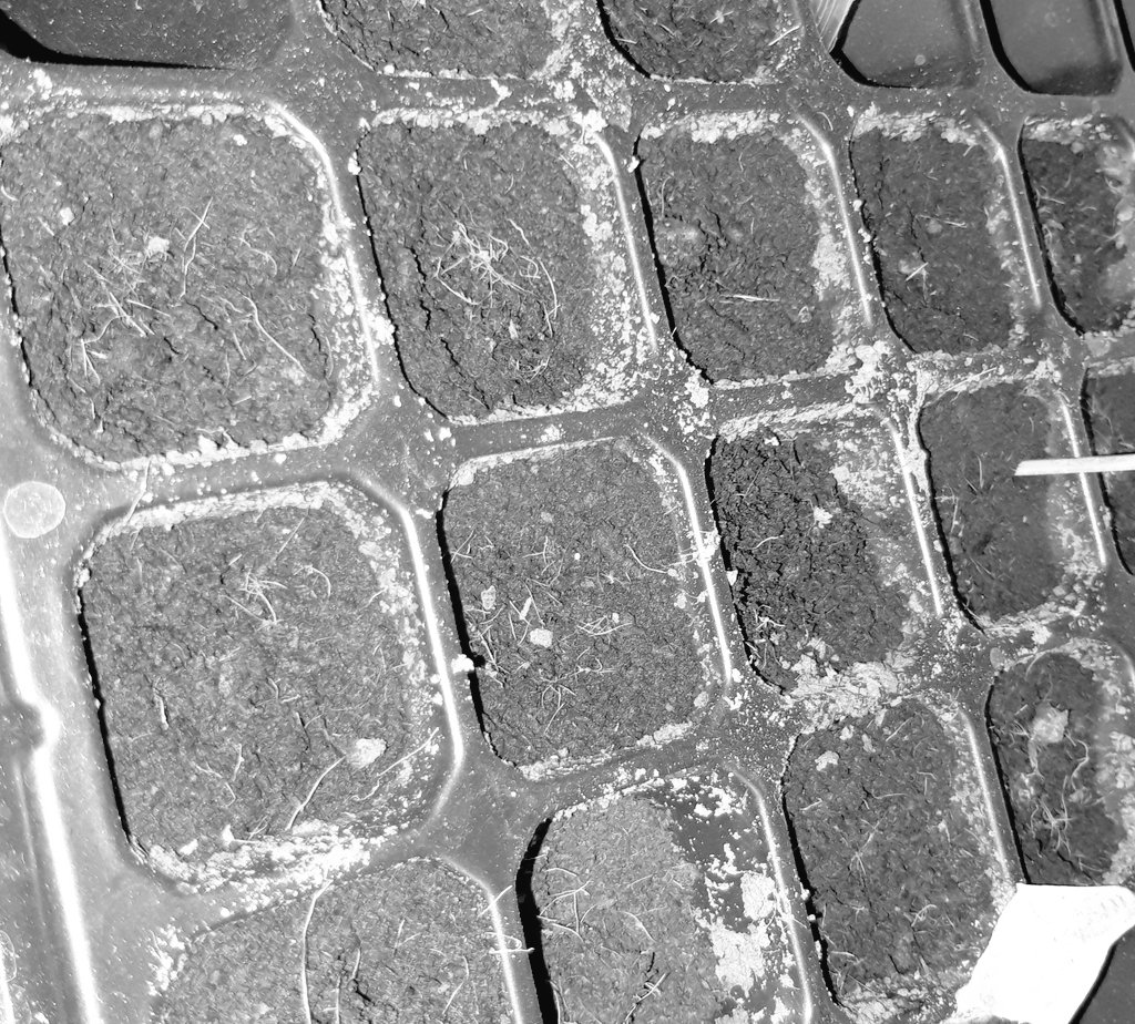 semai bisa pakai cocopeat/rockwall/kapas/tanah kompos. tadi aku pake kapas+tisu ya.sebelum disemai, direndam dlu benihnya sekitar 2jam aja pakai air kran biasa.waktu semai jangan sampai kena sinar matahari langsung/tdk langsung(klo ini media tanam cocopeat)