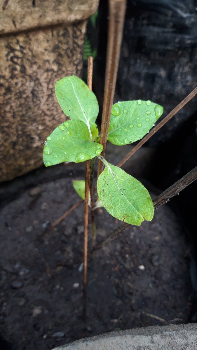 nahhh, ini umur >3mgg. kalau udah umur segini baru boleh kena matahari sepanjang haripastiin cukup asupan airnya ya. ini udah dipindah ke pot dan polybag besar. (karena dirumah tida ada lahan kebun jd ke pot aja)