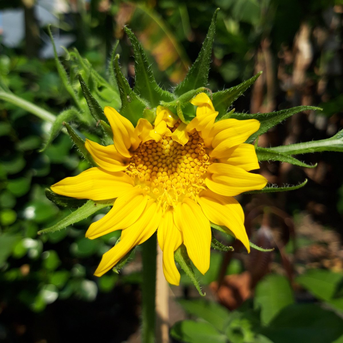 tadaaa, ini ketika udah mulai mekar diaaku lupa ya ini umur berapa, sekitar 2bulan lebih 1mingguan dari start tanam (waktu semai)