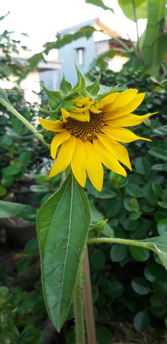 tadaaa, ini ketika udah mulai mekar diaaku lupa ya ini umur berapa, sekitar 2bulan lebih 1mingguan dari start tanam (waktu semai)