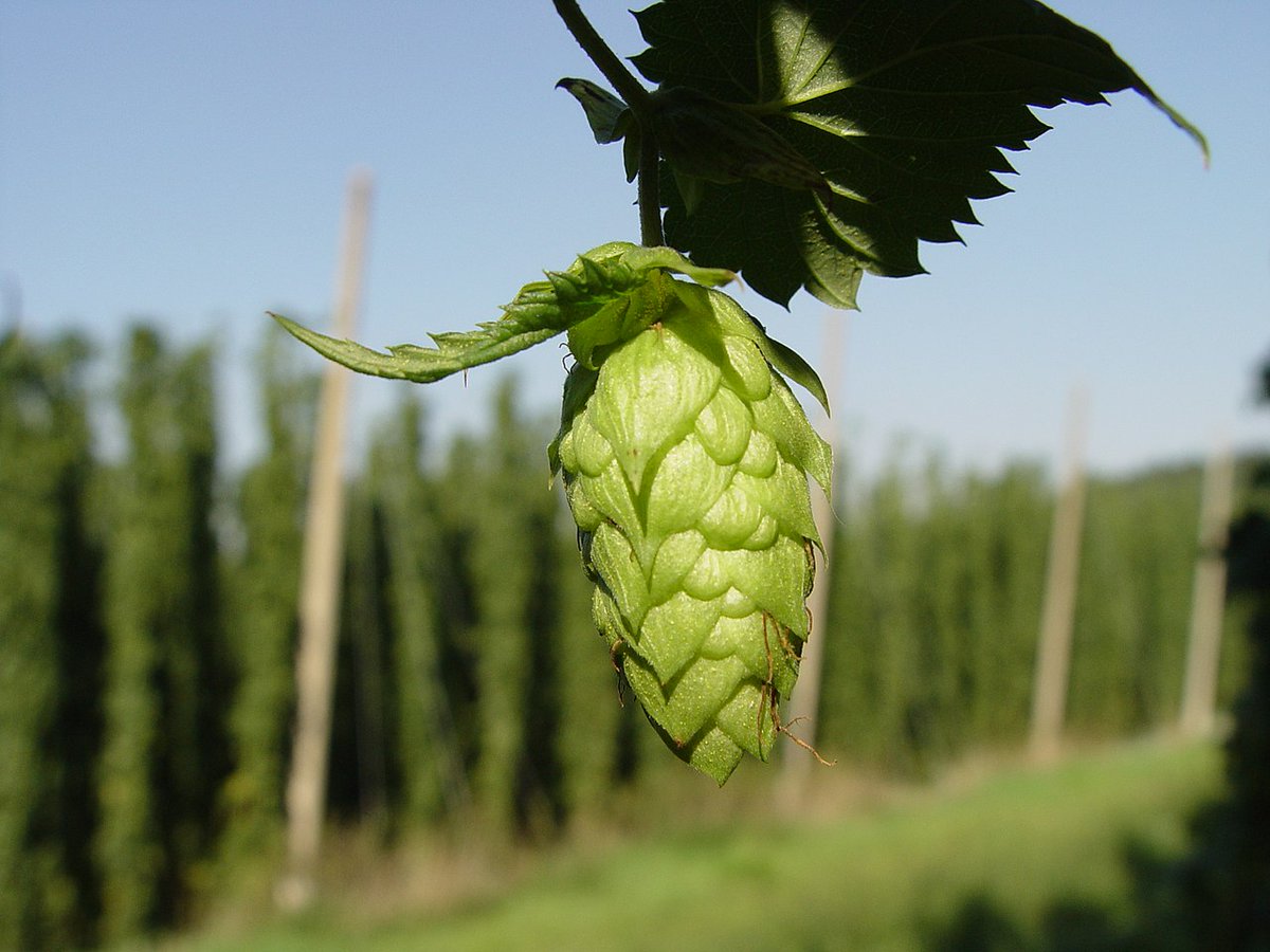 ~Hop umbels~Hops are the flowers of the hop plant Humulus lupulus.They are used primarily as a bittering, flavouring, and stability agent in beer. Hops are also used for various purposes in other beverages and herbal medicine.