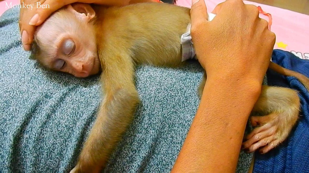 MonkeyBen3 tweet picture