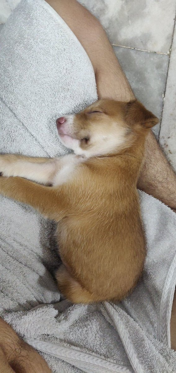 Desai93Harsh's tweet photo. We adopted this Little doll..  
&amp; naming her Charlie ❤️ https://t.co/mwVIP5oc87