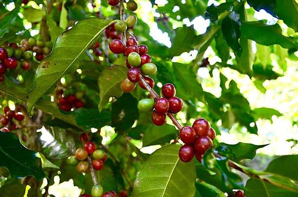 The_Kafeco's tweet photo. Love From Mother Nature And Your Happiness Is Our Asset!
#coffee #wholebeans #solublecoffee #instantcoffee #coffeebeans #organiccoffee #organiccoffeeonline #greenbeanscoffee #indiancoffeebeans #coffeetime #filtiringcovid #coffeesustainability #organiccoffeebean #coffeeculture https://t.co/eDy4ZR8MoY