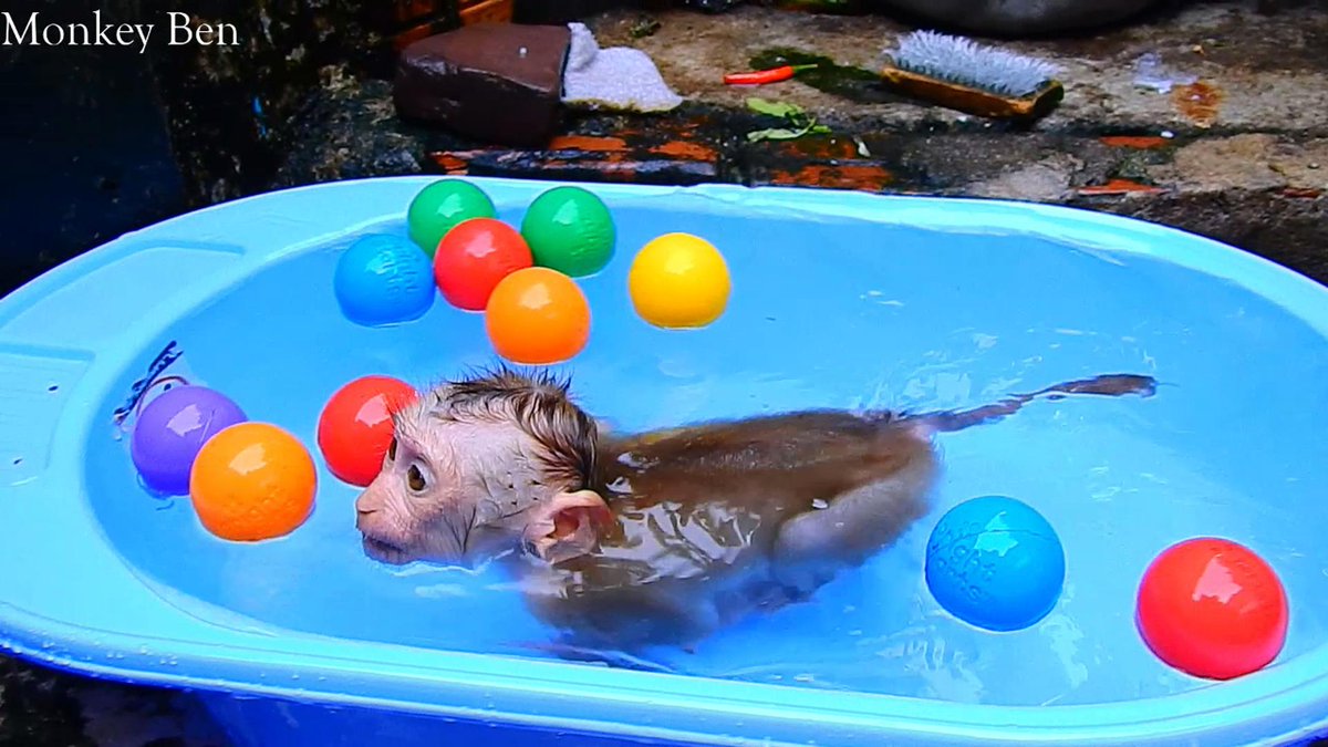 MonkeyBen3 tweet picture