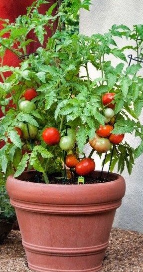 Some of you want to practice small farming but don't have the land or time.Let me tell you how you can plant few Vegetables in Pots.You can have few pots in your Veranda with grown plants e.g Tomatoes  you can eat later.It's a thread.Retweet to your followers.