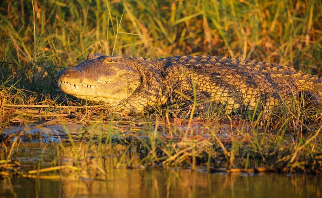 UnpluggedBW's tweet photo. Good morning from Shakawe - a village situated in the North-West District of #Botswana at the beginning of the #OkavangoDelta, near Namibia and Angola. It is the gateway to the Northern part of the Okavango Delta and the Linyati area. #PushaBW #iloveBotswana #botswanaunplugged https://t.co/MBjthrh68m