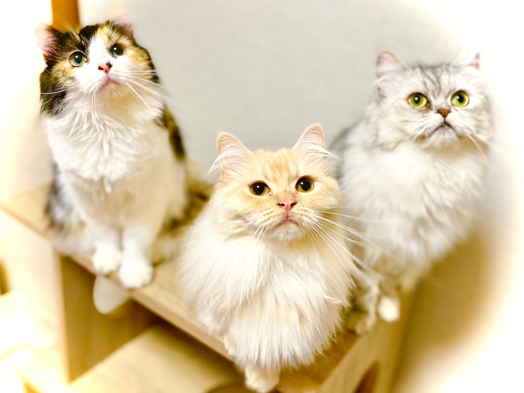 猫カフェジュエリー Twitter Search Twitter