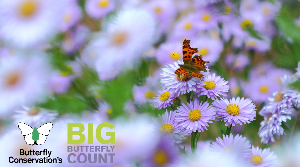 savebutterflies's tweet photo. Sit back, relax and spend 15 minutes counting butterflies this #SaturdayMorning 🦋

Download our free Big #ButterflyCount ID chart or app 👉 https://t.co/mtv6gZ0dPN https://t.co/zcHgLw2hoN
