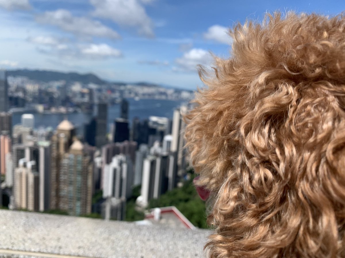I’ve got wee Piper today so we’re trying a new hike from Victoria Peak to Aberdeen. Had to pop around the front for *the view* first 