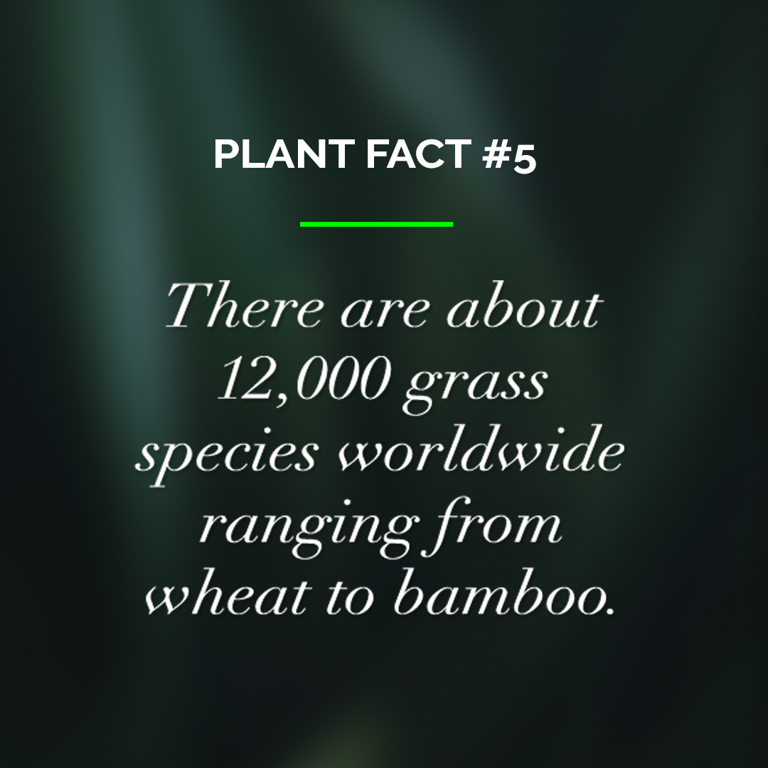 TreekindM's tweet photo. 🌱🌾🥀Did you know that there are about 12,000 grass species worldwide?🌲🌳🌴🌵
Ranging from wheat to bamboo grasses are the world's single most important source of food.

#betreekind🍃#plantfacts #naturefacts #sustainability #madefromnature #mothernature #fashionrevolution #grow https://t.co/CkNHpoNacx